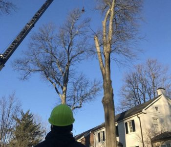 Professional Tree Removal