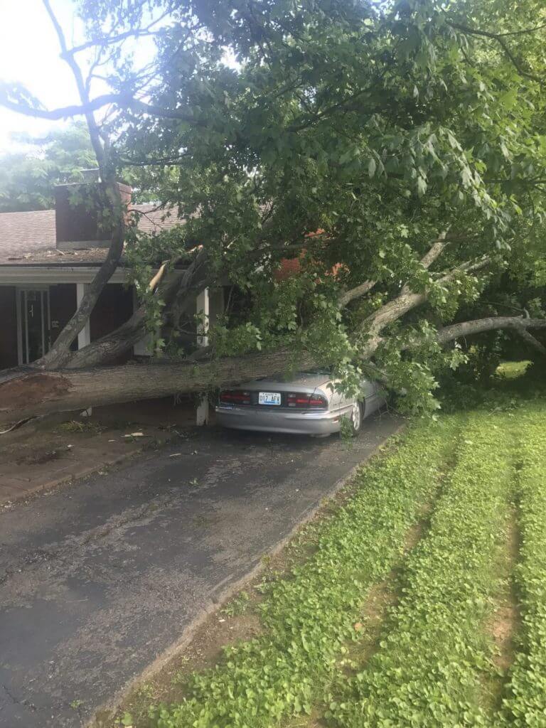 Emergency Tree Work – Storm Damage